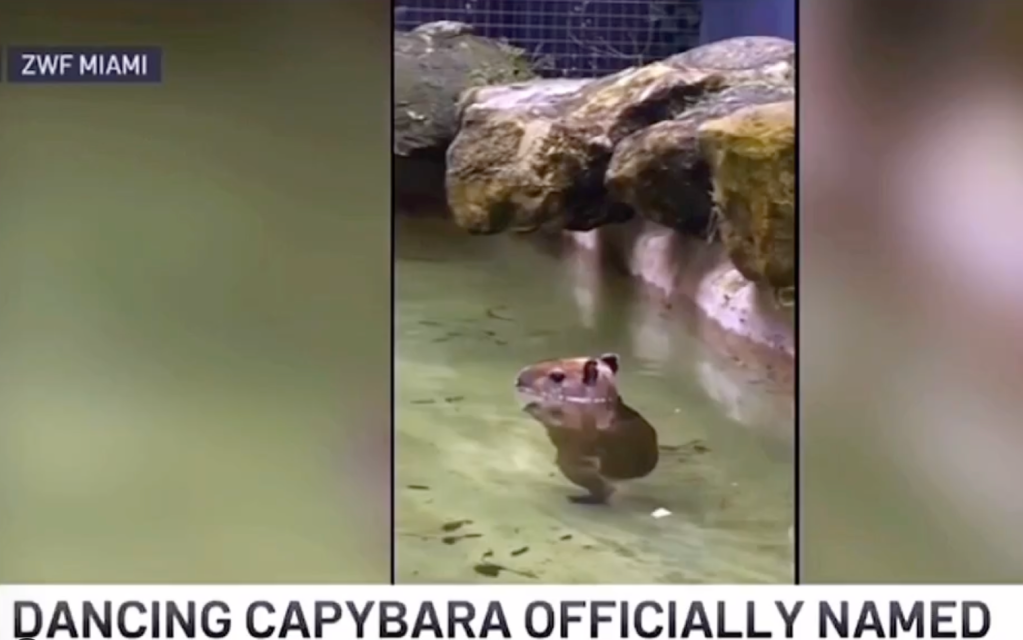 Baby Capybara Named